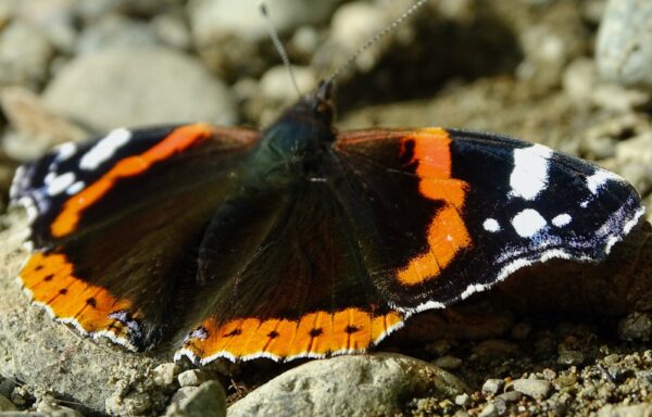 Red Admiral