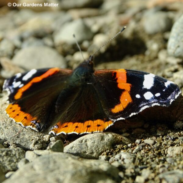 Red Admiral sunbathing.