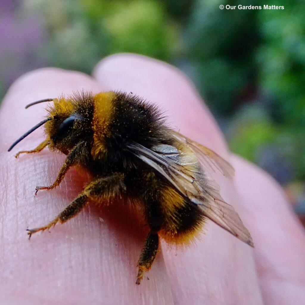 Bumblebee resting on fingers