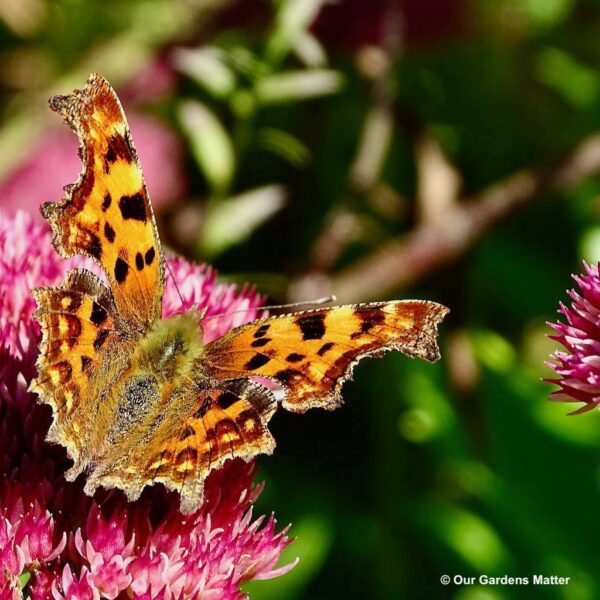Comma feeding on an ice plant