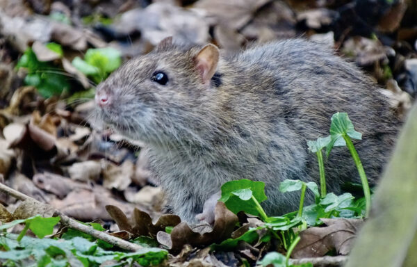 Brown rat