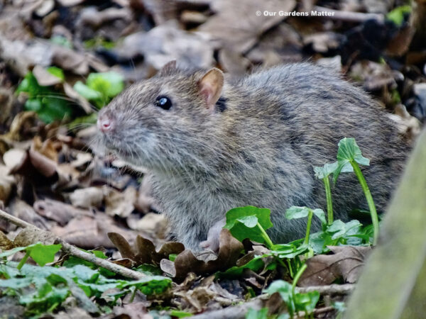 Brown rat exploring his area!