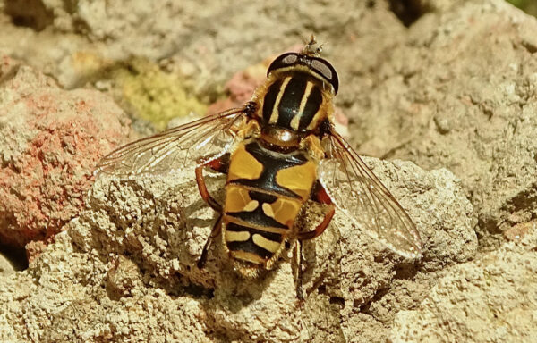 Sun fly