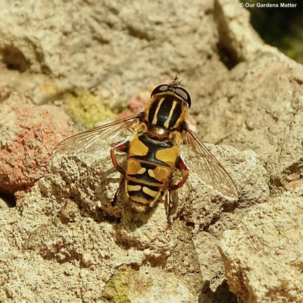 The Helophilus pendulus, commonly known as the sun fly or footballer hoverfly, is a striking insect with distinctive markings of bright yellow, black, and grey stripes.