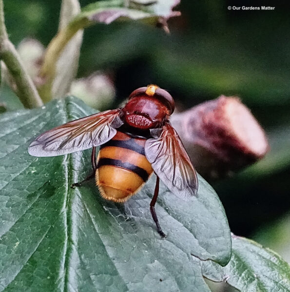 Hornet mimic hoverfly, is the UK's largest hoverfly species.