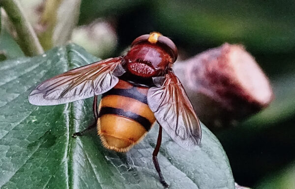 Hornet mimic hoverfly