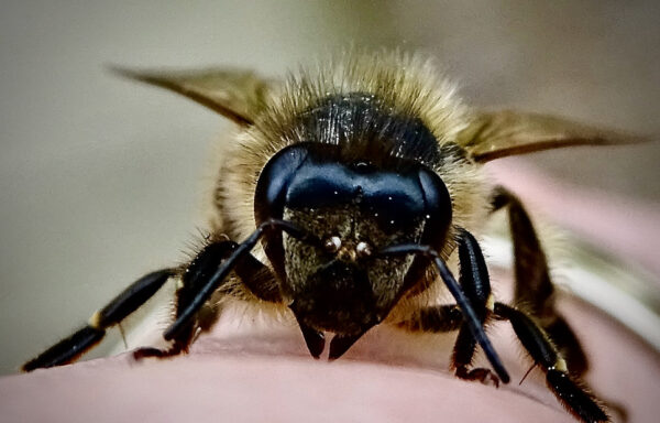 Garden bees & wasps