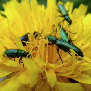The thick-legged flower beetle is a fascinating insect, recognisable due to its metallic green colouration and the males bulging hind legs.