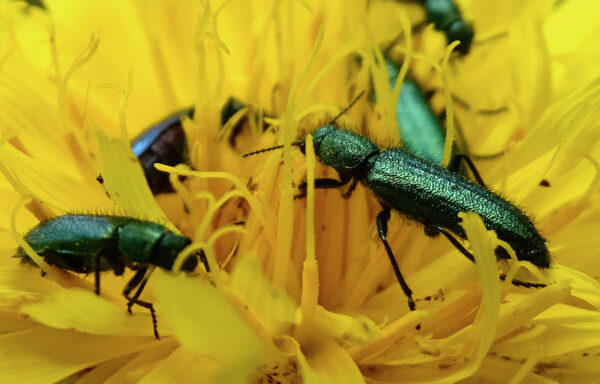 Thick-legged flower beetle