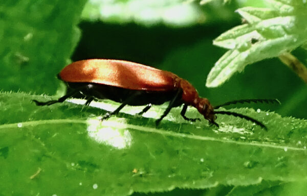 Red-headed cardinal beetle