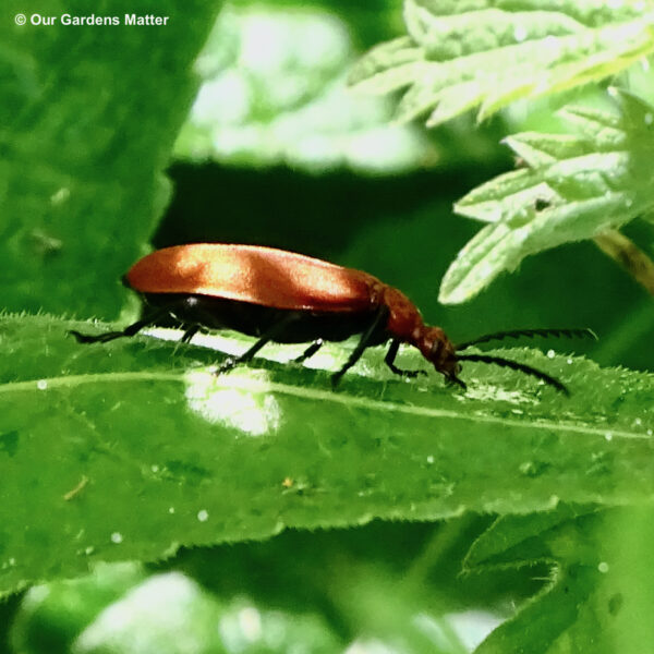 The red-headed cardinal beetle lives in woodlands, hedgerows, parks, and gardens. Adults enjoy basking in the sun on flowers or tree trunks.