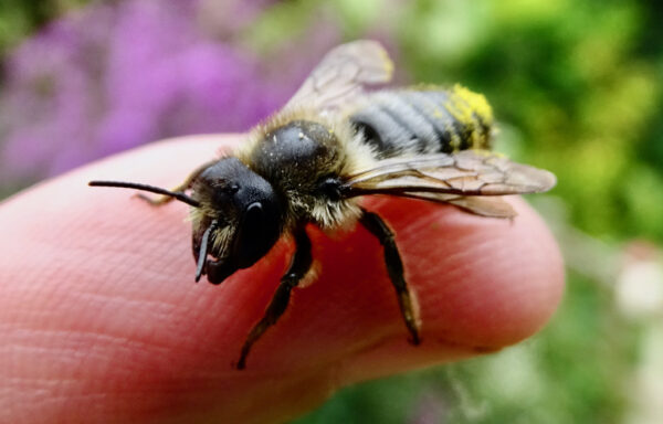 Willughby’s leafcutter bee