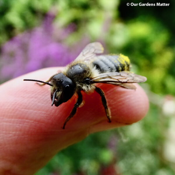 If you've noticed semi-circles cut out of your plant's leaves, chances are you've had a visit from a leafcutter bee.