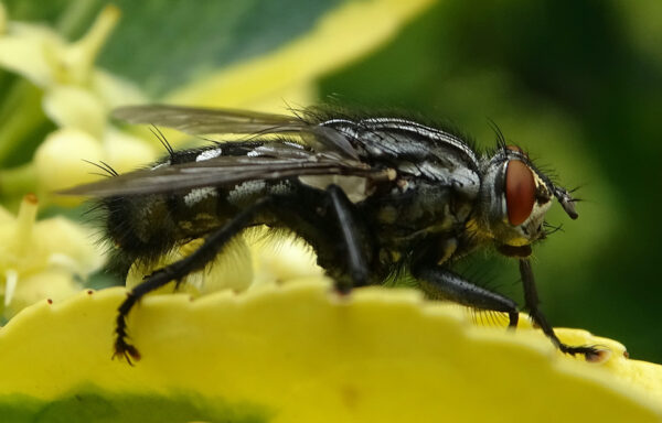 Flesh fly