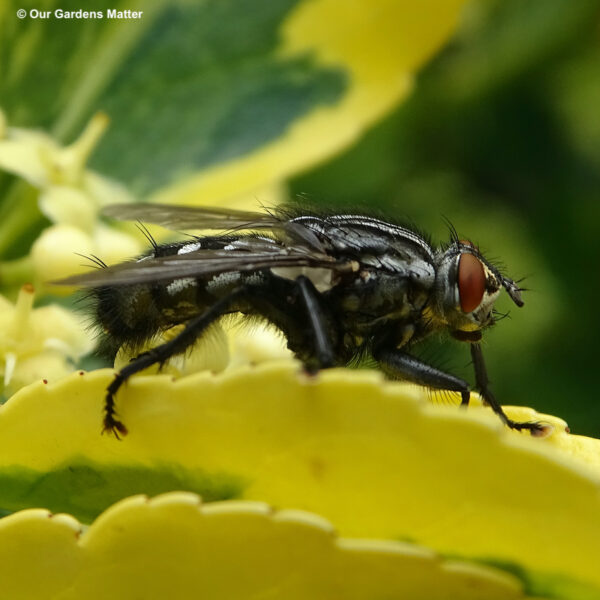 Flesh fly at rest on a leaf in the garden