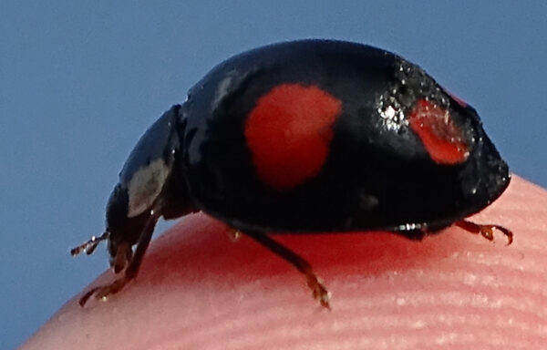 Harlequin ladybird  (Black variation)