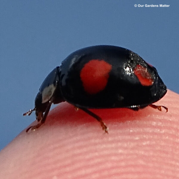 Harmonia axyridis 'spectabilis' variation of the harlequin ladybird is easily recognizable by its uniform black and two or four red spots.