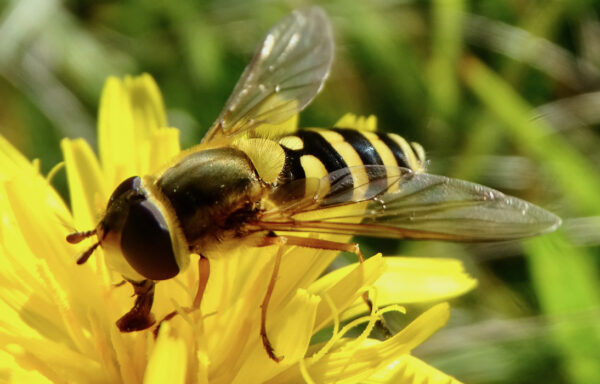 Common banded hoverfly
