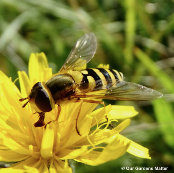 The common banded hoverflies are known for their distinctive banding pattern and are easily recognisable as expert mimics of wasps