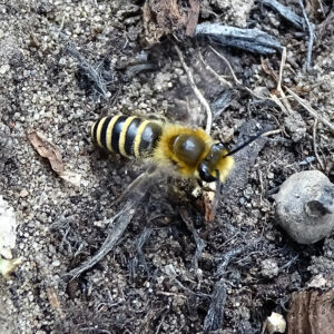 Here is a more unusual find in the garden. The discovery of the ivy bee in 2001 marked a new arrival to the UK.
