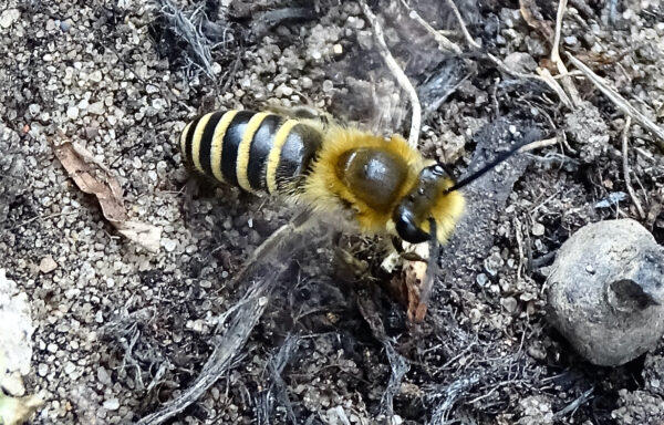 Ivy Bee