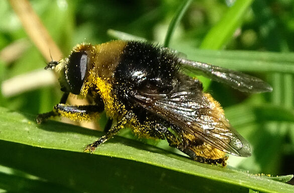 Narcissus bulb fly