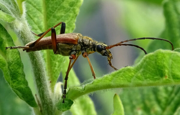 Longhorn beetle