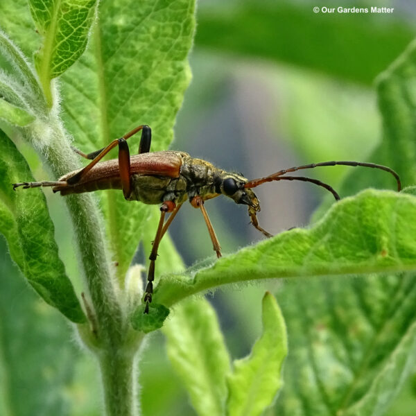 Stenocorus meridianus is a common species of longhorn beetle found in the UK. These beetles are mainly herbivorous and feed on leaves, bark, and occasionally flowers.