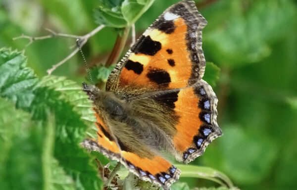 Small tortoiseshell