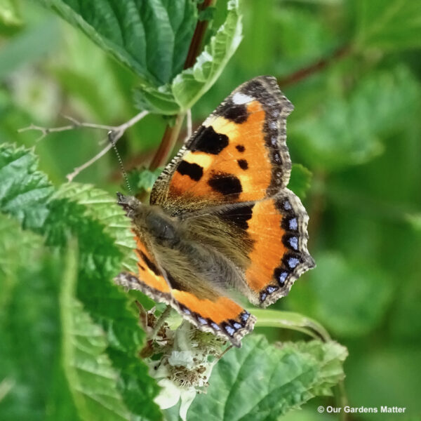 Small tortoiseshell enjoying the sun!