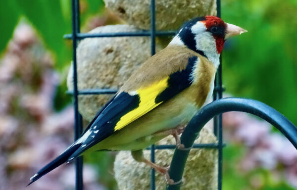 Goldfinch
