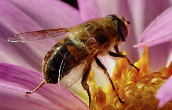 Garden flies