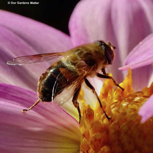 Drone-fly on a dahlia
