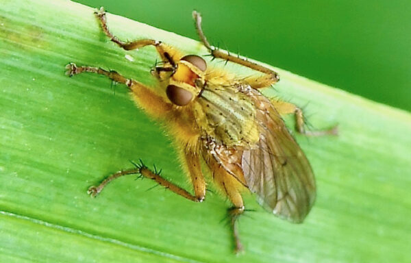 Yellow dung fly
