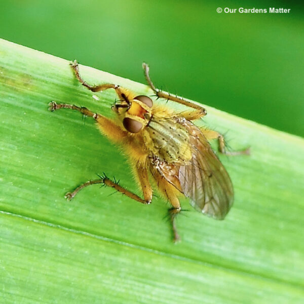 Yellow dung flies are pale yellow with large red eyes and black legs and can reach up to one centimetre in length