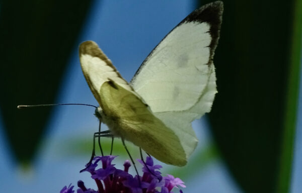 Large white
