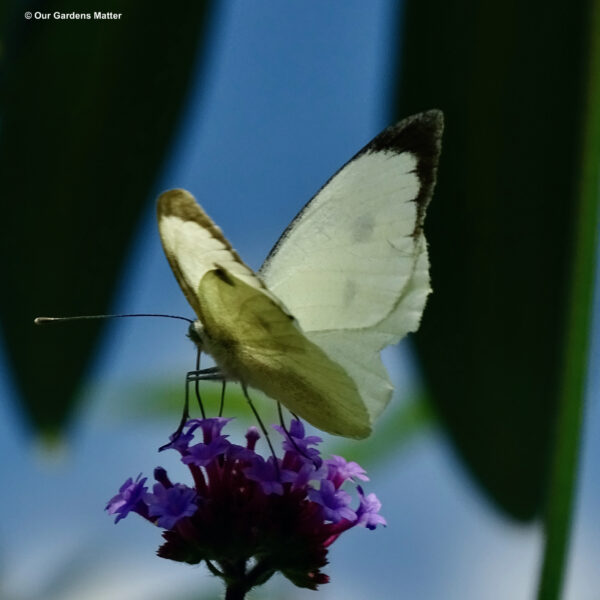 Large white feeding, also called cabbage white