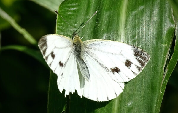 Small white