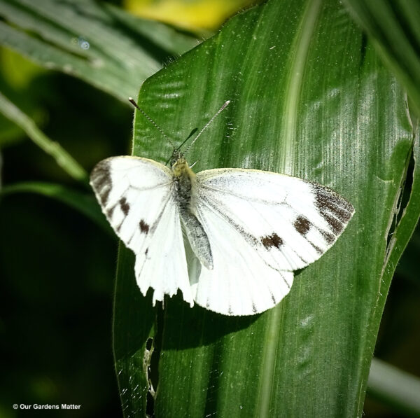 Small white resting