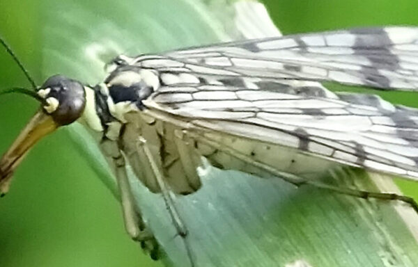 Scorpion fly