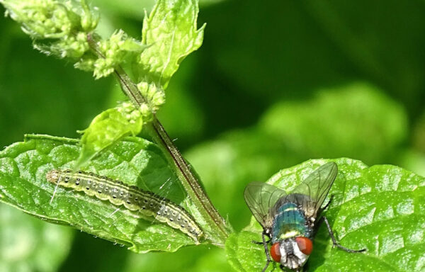 Mint moth caterpillar