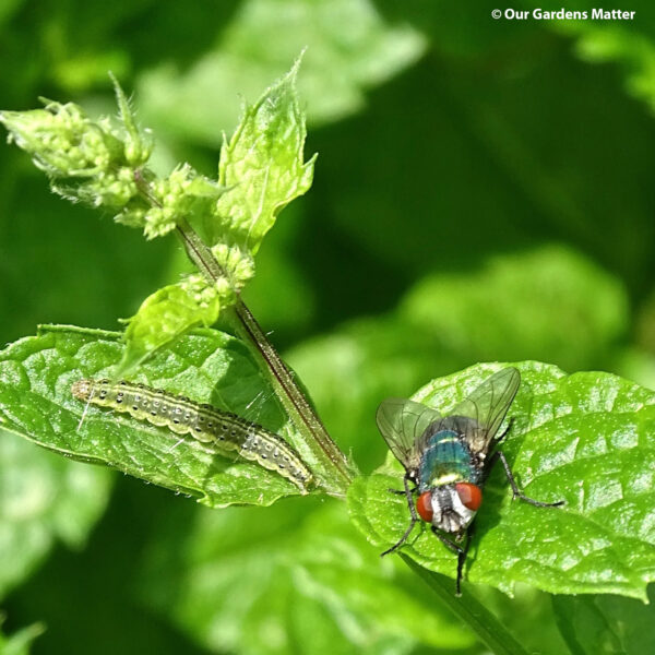 The mint moth caterpillar, as its name implies, feeds on plants belonging to the mint family, such as spearmint, catmint, marjoram, and thyme.