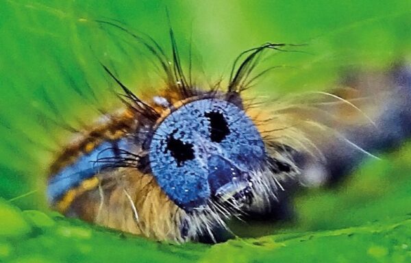 Garden caterpillars