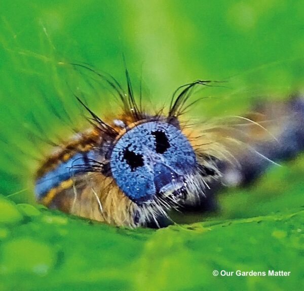 The Malacosoma neustria, commonly known as the lackey moth caterpillar, is a  species of caterpillar found in southern parts of the UK.
