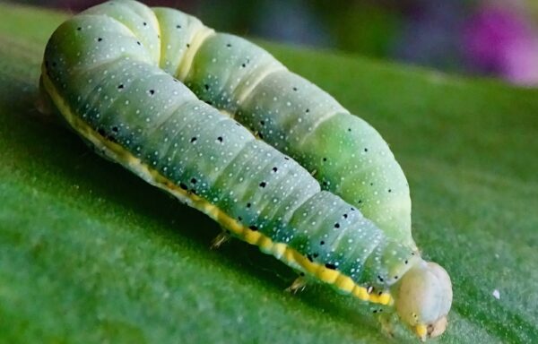 Bright-line brown-eye moth caterpillar