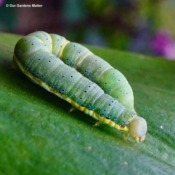 The caterpillars of the bright-line brown-eye moth are known to frequently consume plants that are typically considered weeds by gardeners