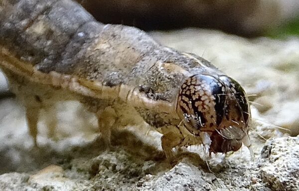 Lesser yellow underwing moth caterpillar