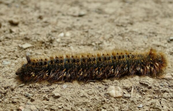 Drinker moth caterpillar