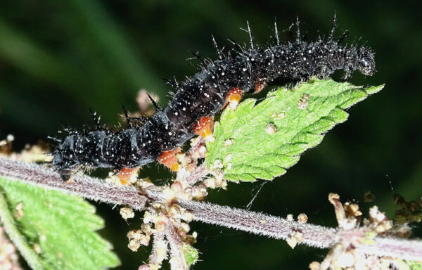 Peacock butterfly caterpillar