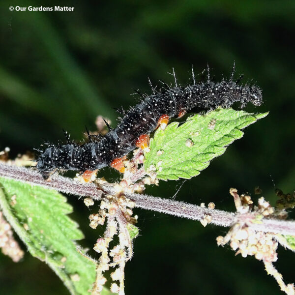 The peacock butterfly mates during early spring, it lays around 500 eggs, usually in May on nettle leaves, which are the preferred food for the larvae of this species.